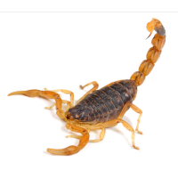Imagem ilustrativa de escorpiões